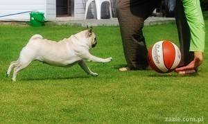 zieloność nadmorska