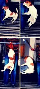 Pepe, latający pies