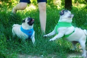 mopsia napierdalanka sobotniego poranka