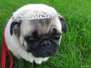 Miłość na czterech krótkich łapkach