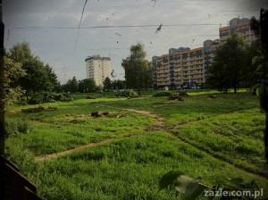 żywcem cię wytarmochin!