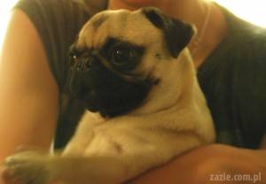 mopsie wypieki: czyli Bułka, Kromka i Pajda pysznego chleba Szymona.