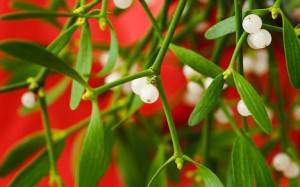 nie dla mopsów jemioła. a dla weta – szkoła.