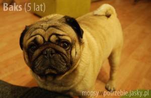 Mały Puchaty Smok szuka domu