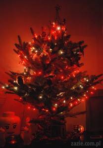 mała pogańska choinka, kamienica von Burkhardtów i sztuka ambalażu