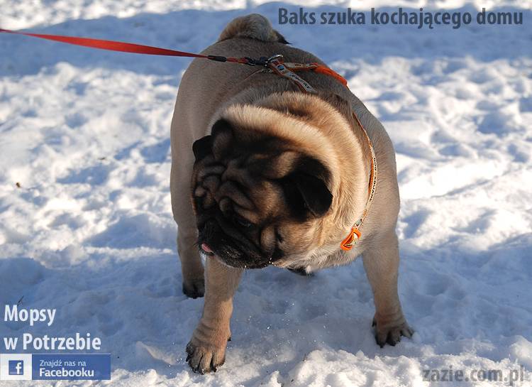 mops_Baks_szuka_domu_01