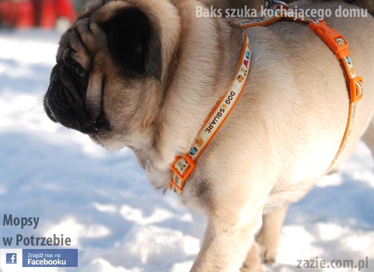 mops_Baks_szuka_domu_02