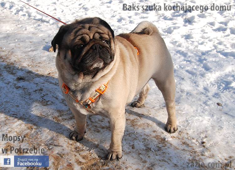 mops_Baks_szuka_domu_03