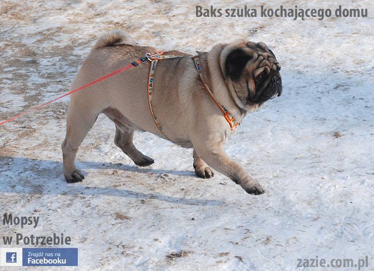 mops_Baks_szuka_domu_04