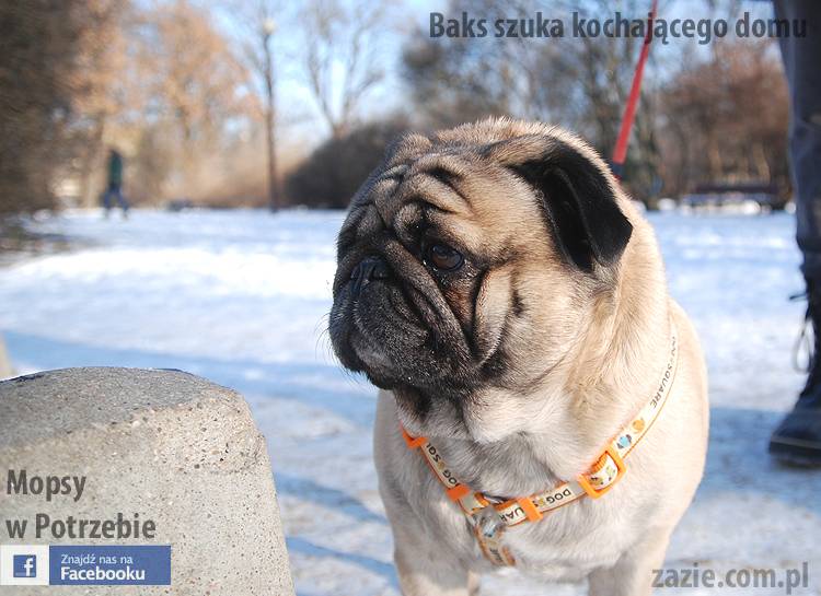 mops_Baks_szuka_domu_05