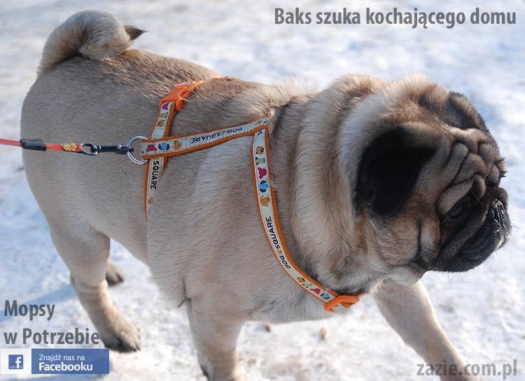 mops_Baks_szuka_domu_06