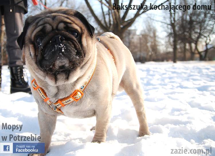 mops_Baks_szuka_domu_07