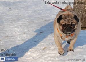 Baks podbija świat i jego okolice