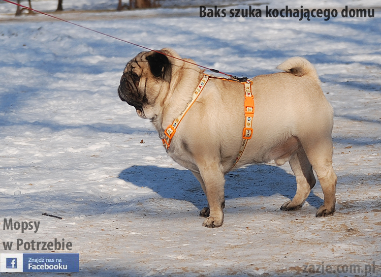 mops_Baks_szuka_domu_09