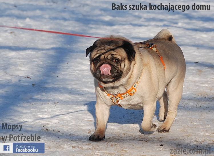 mops_Baks_szuka_domu_10
