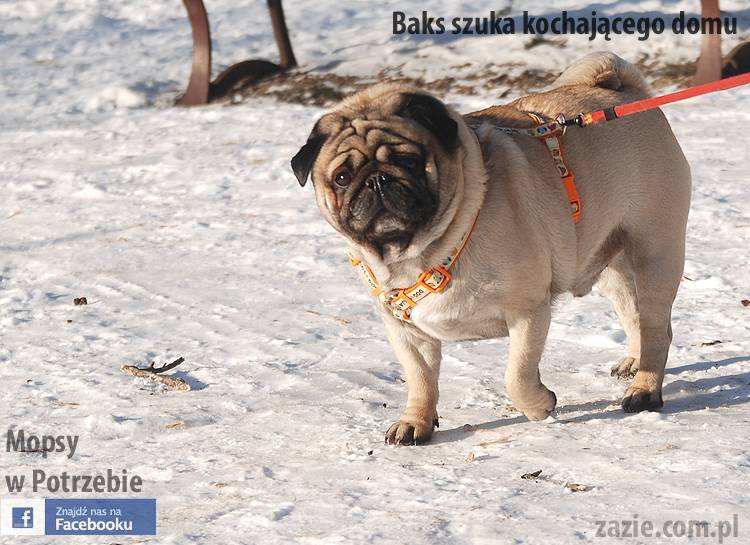 mops_Baks_szuka_domu_11