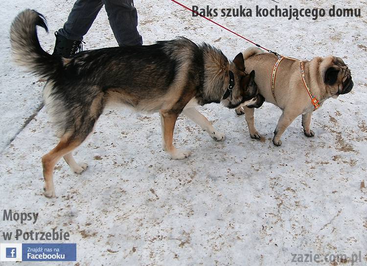 mops_Baks_szuka_domu_12