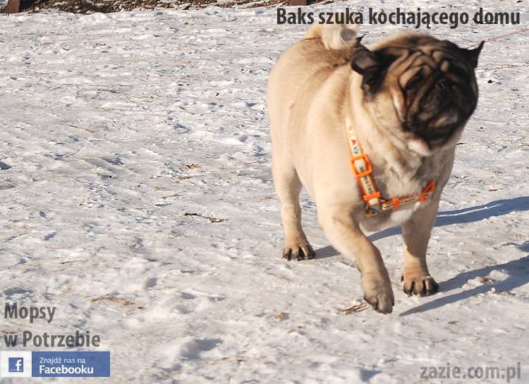 mops_Baks_szuka_domu_14