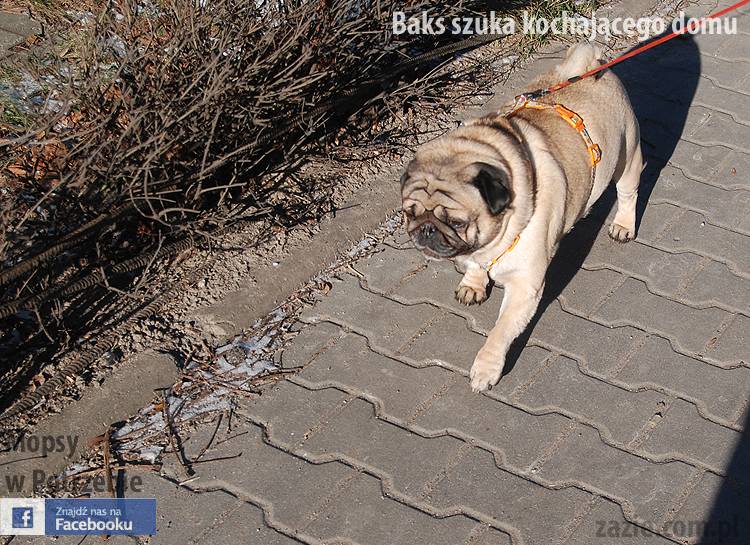 mops_Baks_szuka_domu_15