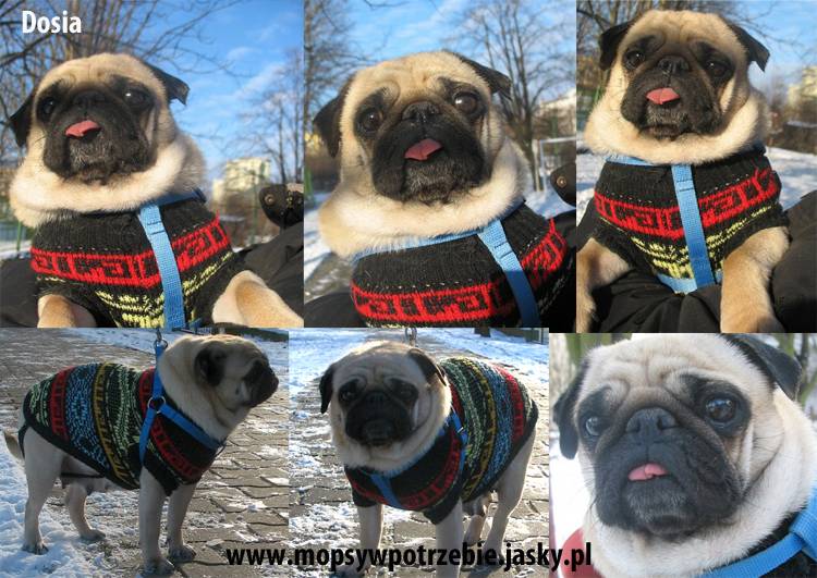 mopsywpotrzebie_dosia