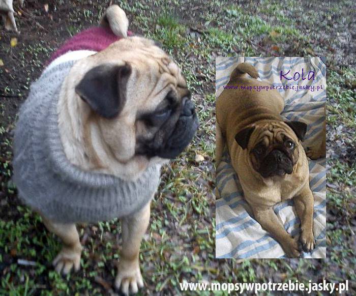 mopsywpotrzebie_kola