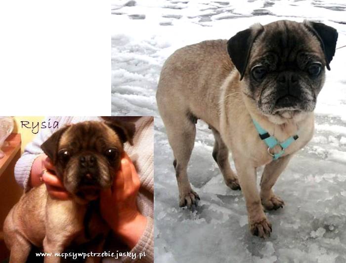 mopsywpotrzebie_rysia