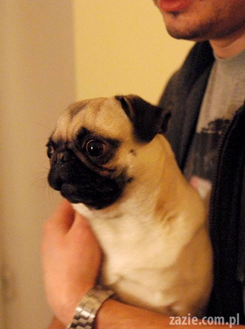 styczniowe_spotkanie_mopsiarzy_u_kumoka_i_miszura_01 spotkanie mopsiarzy mopsy kumok miszur pajda bułka kromka balbinka klops hector leon moma mops pug pugs