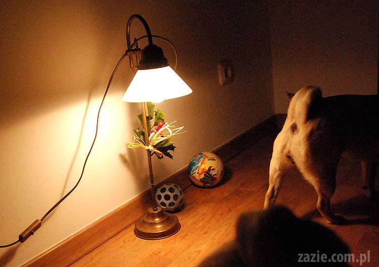 styczniowe_spotkanie_mopsiarzy_u_kumoka_i_miszura_01 spotkanie mopsiarzy mopsy kumok miszur pajda bułka kromka balbinka klops hector leon moma mops pug pugs