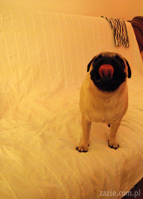 spotkanie mopsiarzy mopsy kumok miszur pajda bułka kromka balbinka klops hector leon moma mops pug pugs