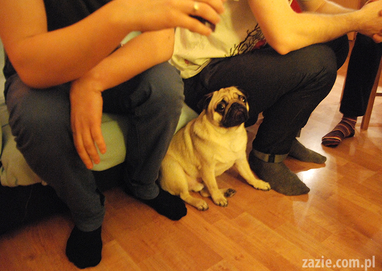 spotkanie mopsiarzy mopsy kumok miszur pajda bułka kromka balbinka klops hector leon moma mops pug pugs