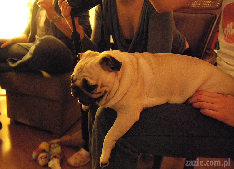 spotkanie mopsiarzy mopsy kumok miszur pajda bułka kromka balbinka klops hector leon moma mops pug pugs