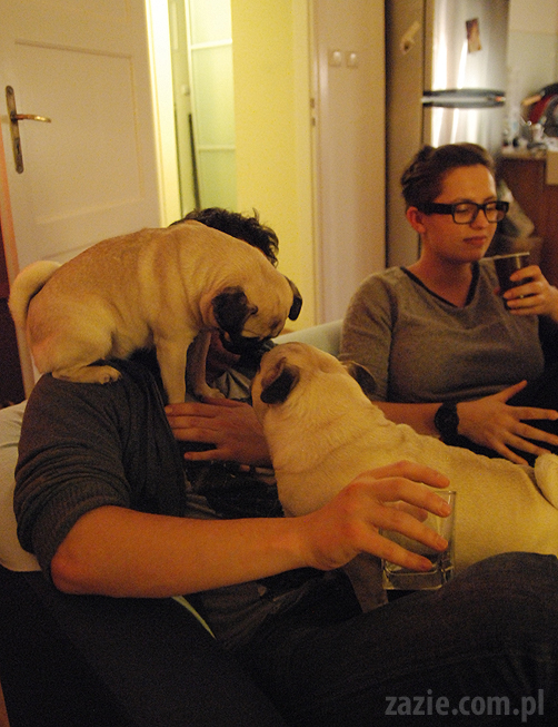 spotkanie mopsiarzy mopsy kumok miszur pajda bułka kromka balbinka klops hector leon moma mops pug pugs