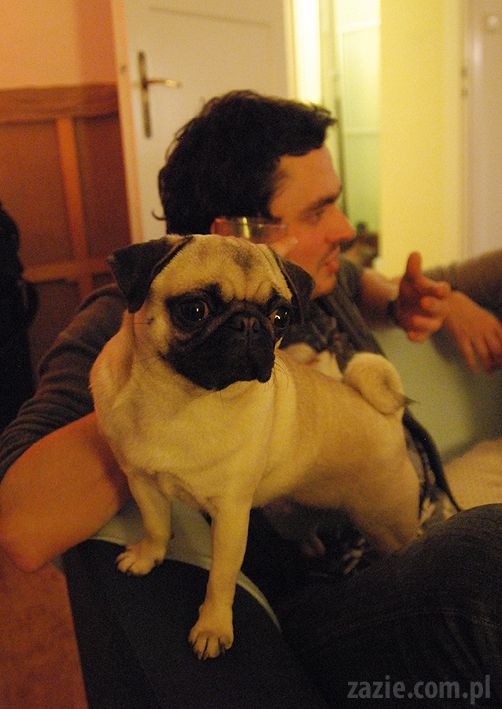 spotkanie mopsiarzy mopsy kumok miszur pajda bułka kromka balbinka klops hector leon moma mops pug pugs