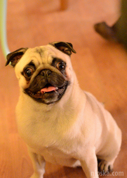 spotkanie mopsiarzy mopsy kumok miszur pajda bułka kromka balbinka klops hector leon moma mops pug pugs