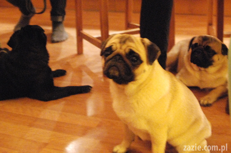 spotkanie mopsiarzy mopsy kumok miszur pajda bułka kromka balbinka klops hector leon moma mops pug pugs