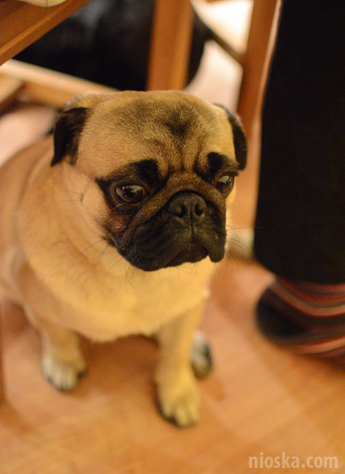 spotkanie mopsiarzy mopsy kumok miszur pajda bułka kromka balbinka klops hector leon moma mops pug pugs