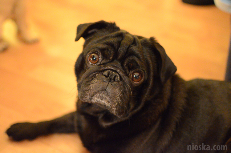 spotkanie mopsiarzy mopsy kumok miszur pajda bułka kromka balbinka klops hector leon moma mops pug pugs