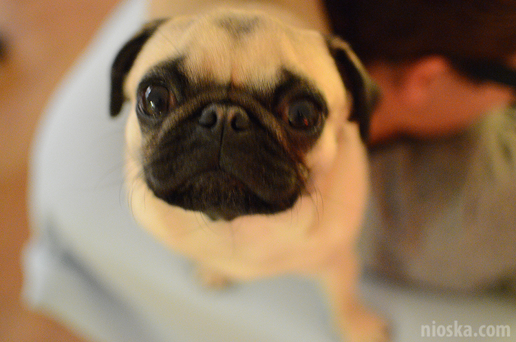 spotkanie mopsiarzy mopsy kumok miszur pajda bułka kromka balbinka klops hector leon moma mops pug pugs