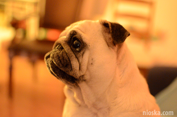 spotkanie mopsiarzy mopsy kumok miszur pajda bułka kromka balbinka klops hector leon moma mops pug pugs