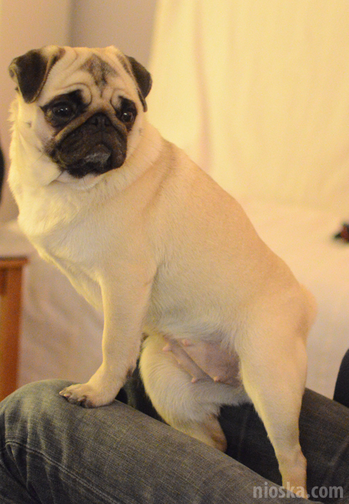 spotkanie mopsiarzy mopsy kumok miszur pajda bułka kromka balbinka klops hector leon moma mops pug pugs