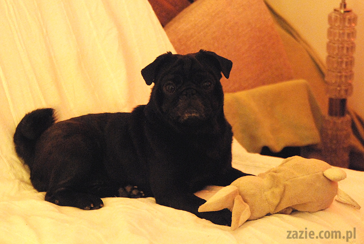 spotkanie mopsiarzy mopsy kumok miszur pajda bułka kromka balbinka klops hector leon moma mops pug pugs