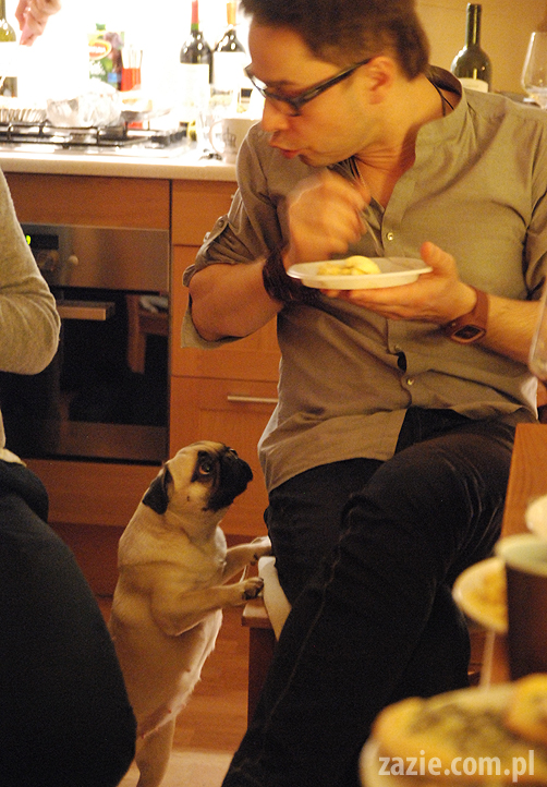 spotkanie mopsiarzy mopsy kumok miszur pajda bułka kromka balbinka klops hector leon moma mops pug pugs