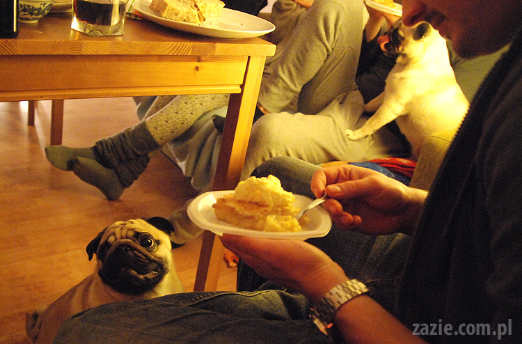 spotkanie mopsiarzy mopsy kumok miszur pajda bułka kromka balbinka klops hector leon moma mops pug pugs