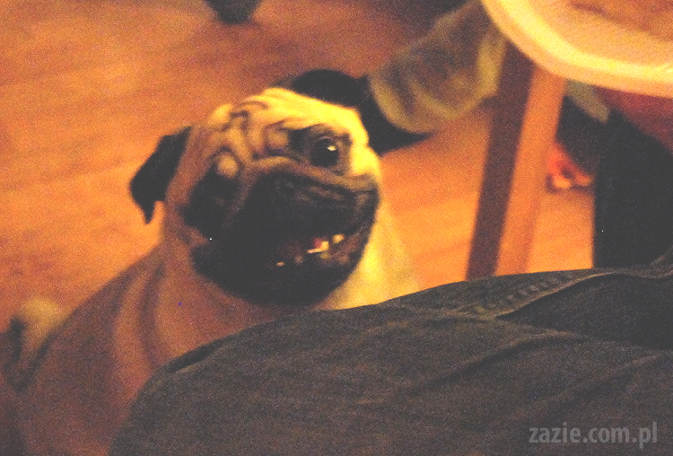 spotkanie mopsiarzy mopsy kumok miszur pajda bułka kromka balbinka klops hector leon moma mops pug pugs