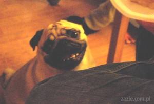 KINDERBAL czyli: mopsia kolonia karna