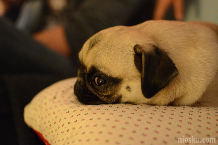 spotkanie mopsiarzy mopsy kumok miszur pajda bułka kromka balbinka klops hector leon moma mops pug pugs