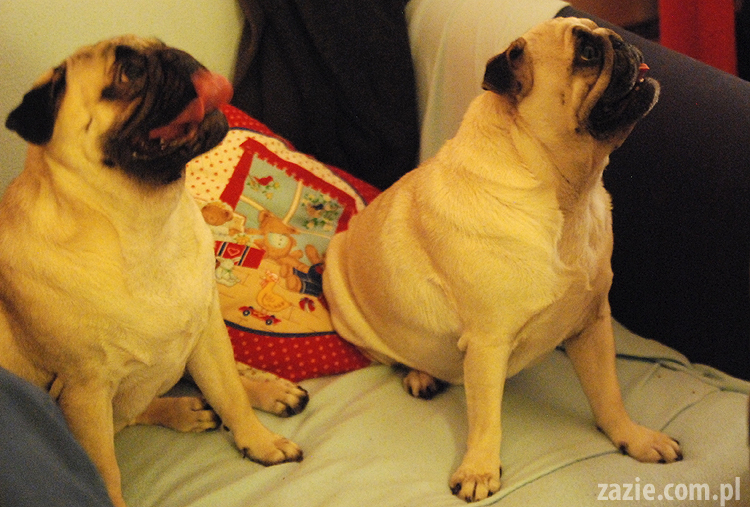 spotkanie mopsiarzy mopsy kumok miszur pajda bułka kromka balbinka klops hector leon moma mops pug pugs