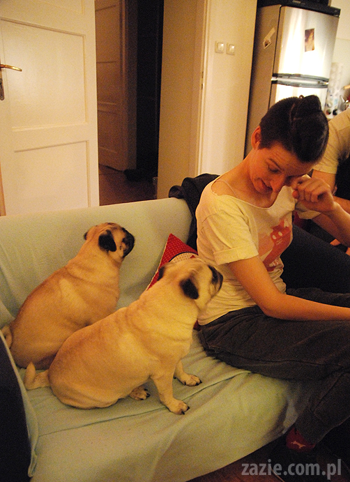 spotkanie mopsiarzy mopsy kumok miszur pajda bułka kromka balbinka klops hector leon moma mops pug pugs