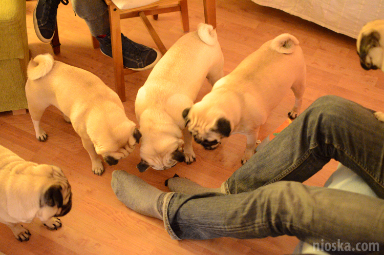 spotkanie mopsiarzy mopsy kumok miszur pajda bułka kromka balbinka klops hector leon moma mops pug pugs