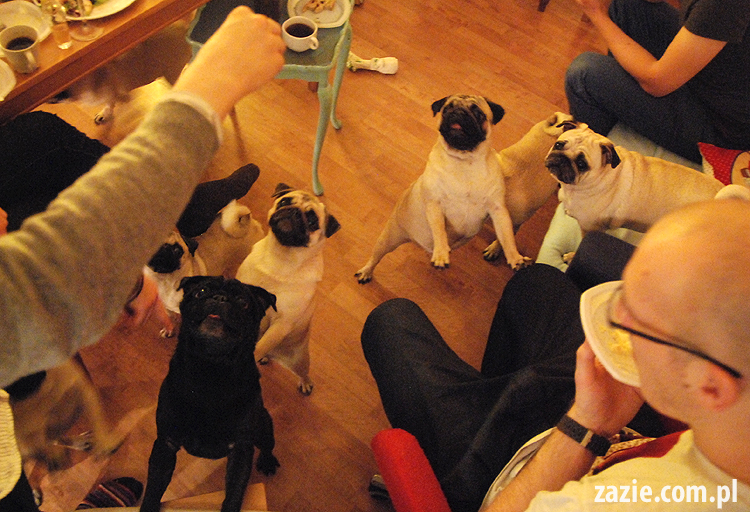 spotkanie mopsiarzy mopsy kumok miszur pajda bułka kromka balbinka klops hector leon moma mops pug pugs